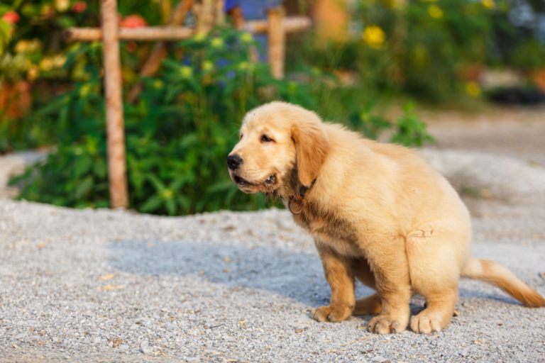 Why Is My Dog Leaving Little Poop Balls? 4 Possible Reasons
