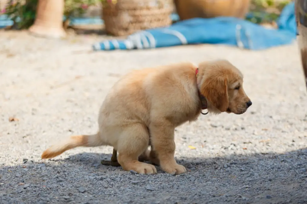 dog pooping little balls