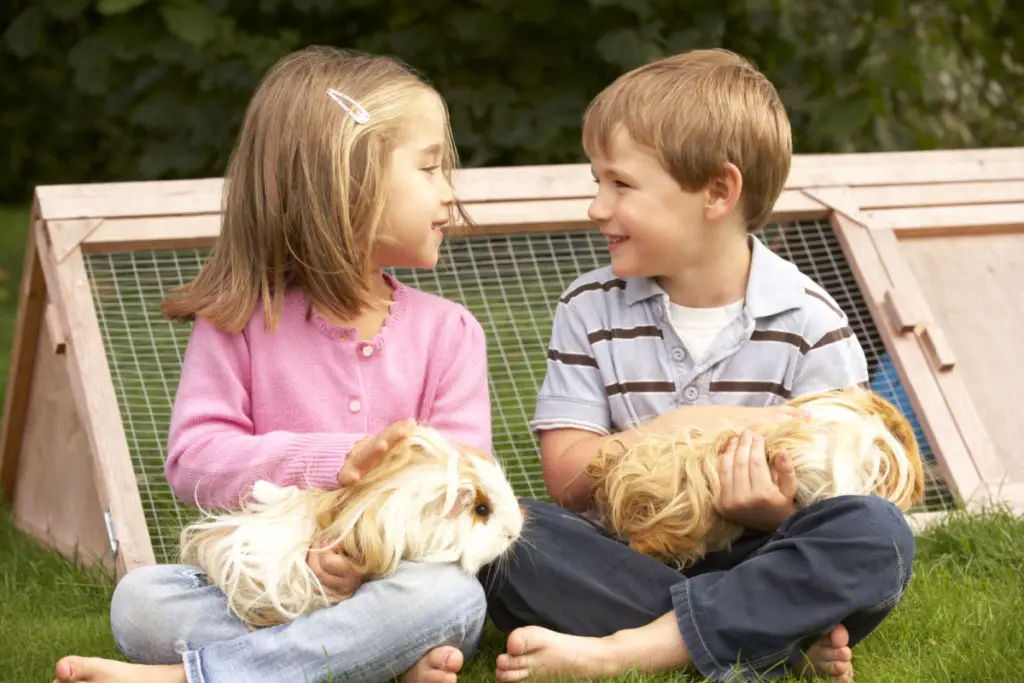 Do I Have To Separate Female Guinea Pigs From Males?