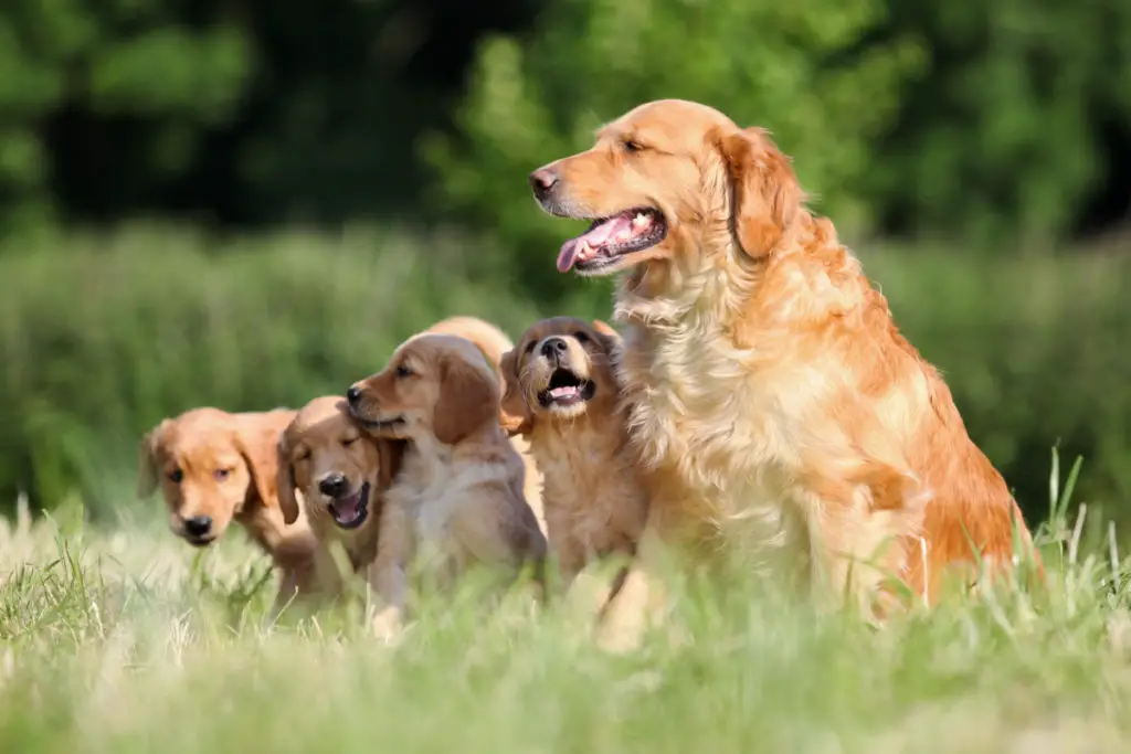 how to tell if a dog has had puppies