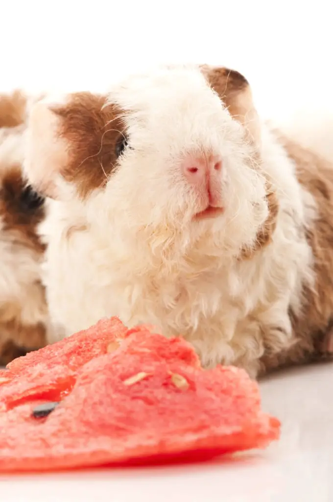 Creating A Guinea Pigs Playpen