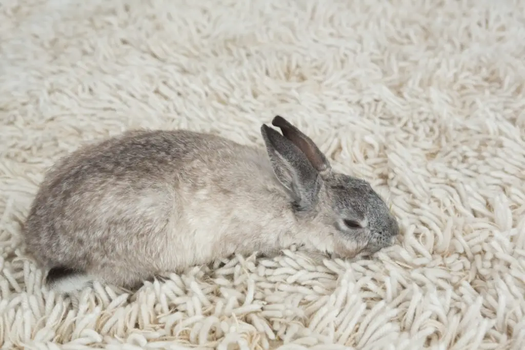 What do Rabbits Like to Sleep Upon?