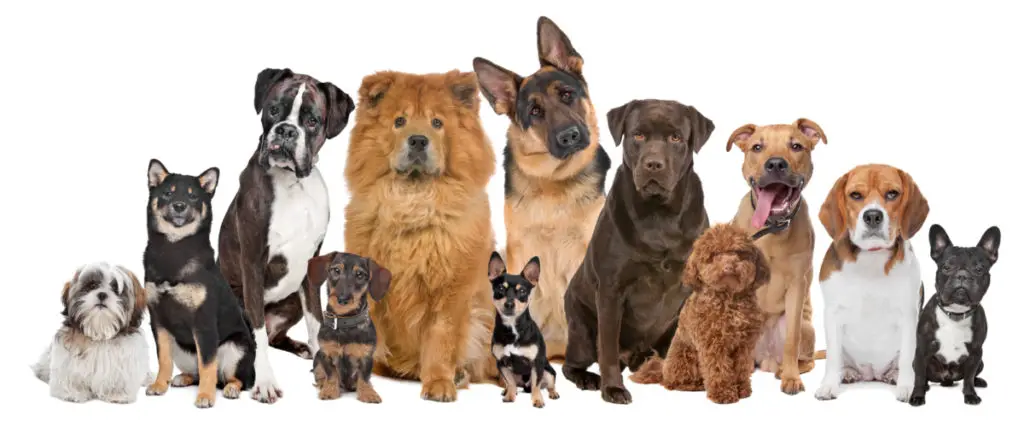 What dog breeds are prone to degenerative myelopathy?