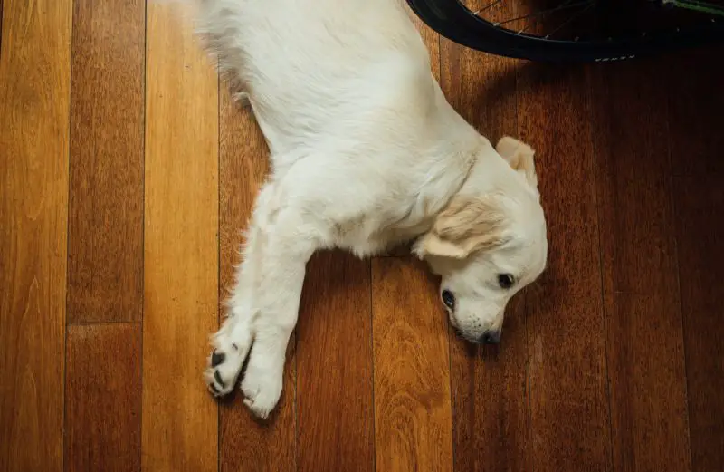 how to protect drywall from dog