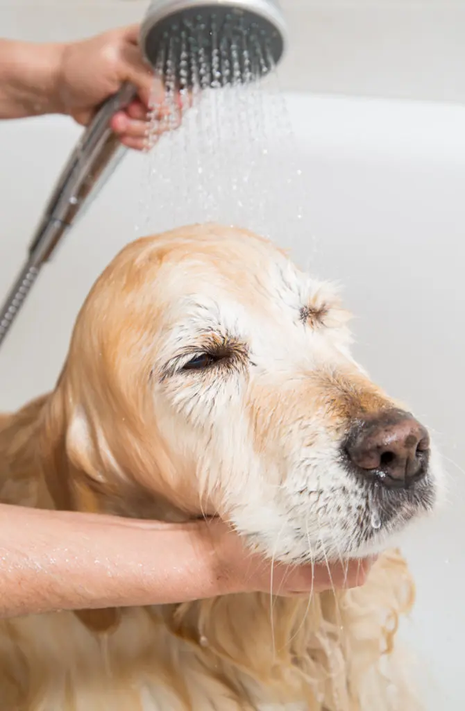 bathe the dog
