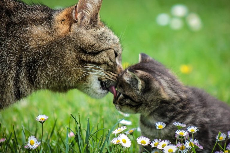 Why Did My Cat Eat Its Kitten? 7 Real Reasons