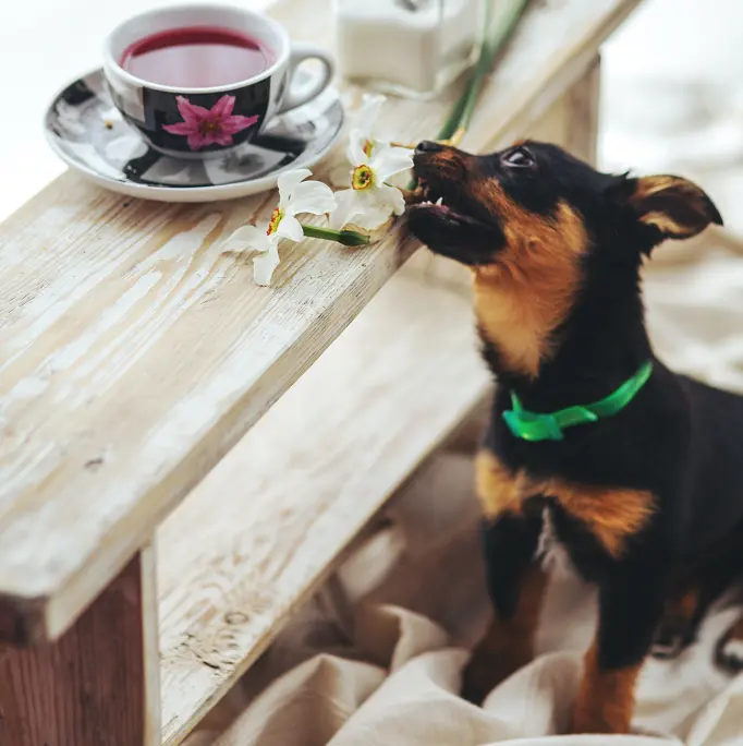 dog barks at food