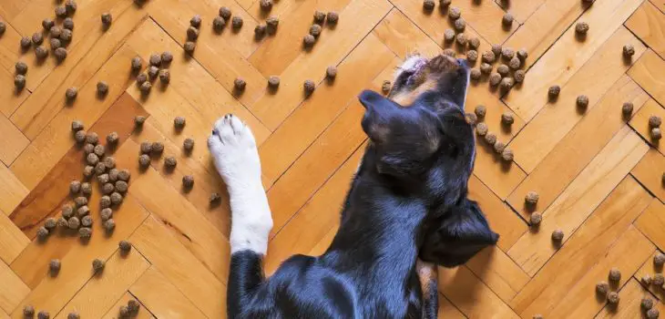 how to stop a dog from tipping food bowl