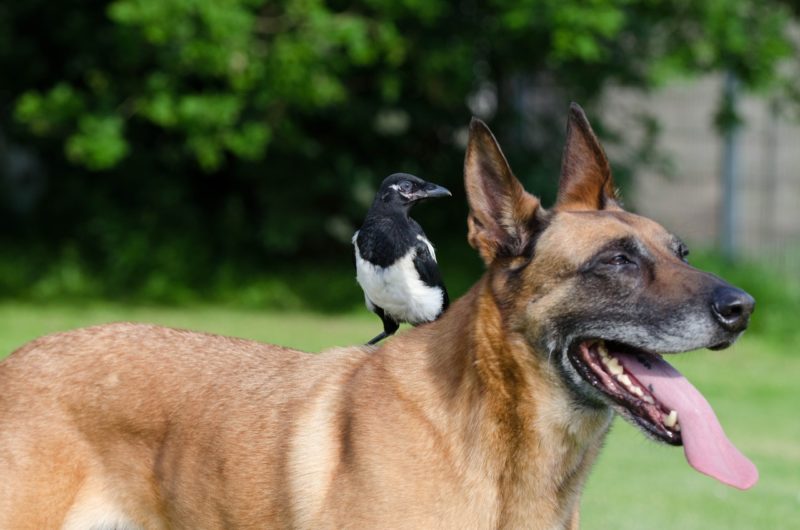 what happens if a dog eats a bird