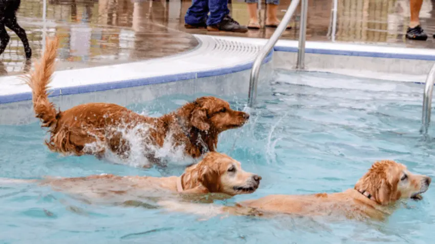 dog park pools