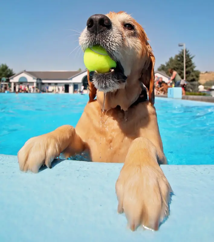 dogs swim in public pools