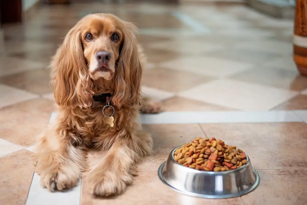 how to fatten up a malnourished dog