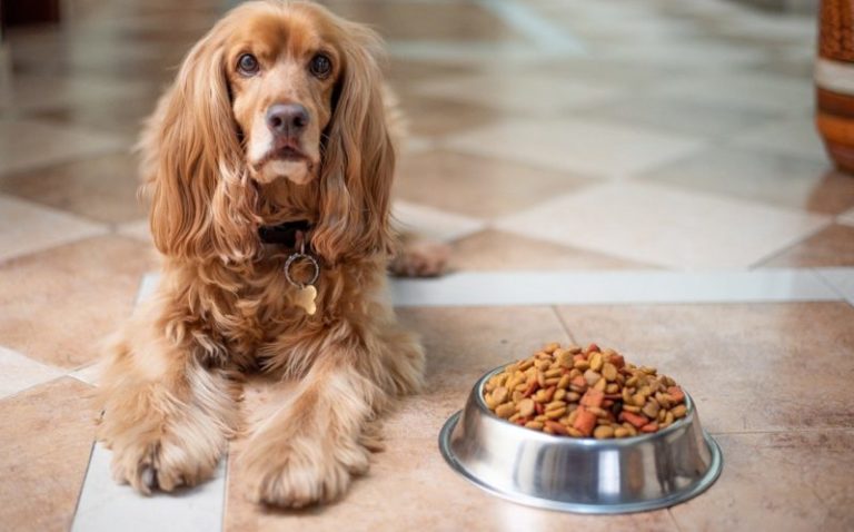 How To Fatten Up A Malnourished Dog – 6 Healthy Ways