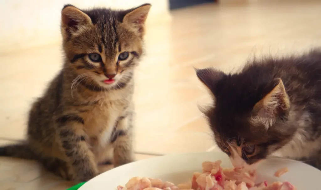 how long can kittens go without food
