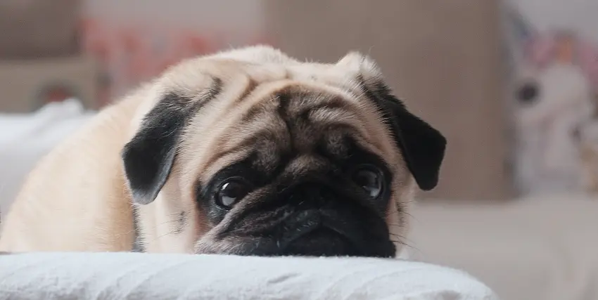 How long should my dog stay inactive after the treatment