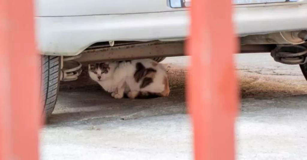how to get a cat out from under a car
