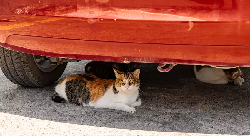 how to get cat out from under car