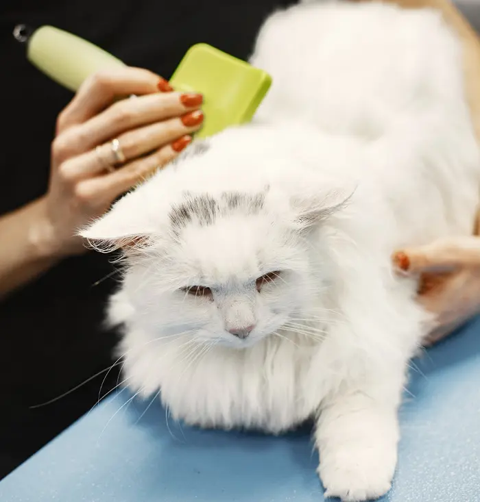how to groom a cat