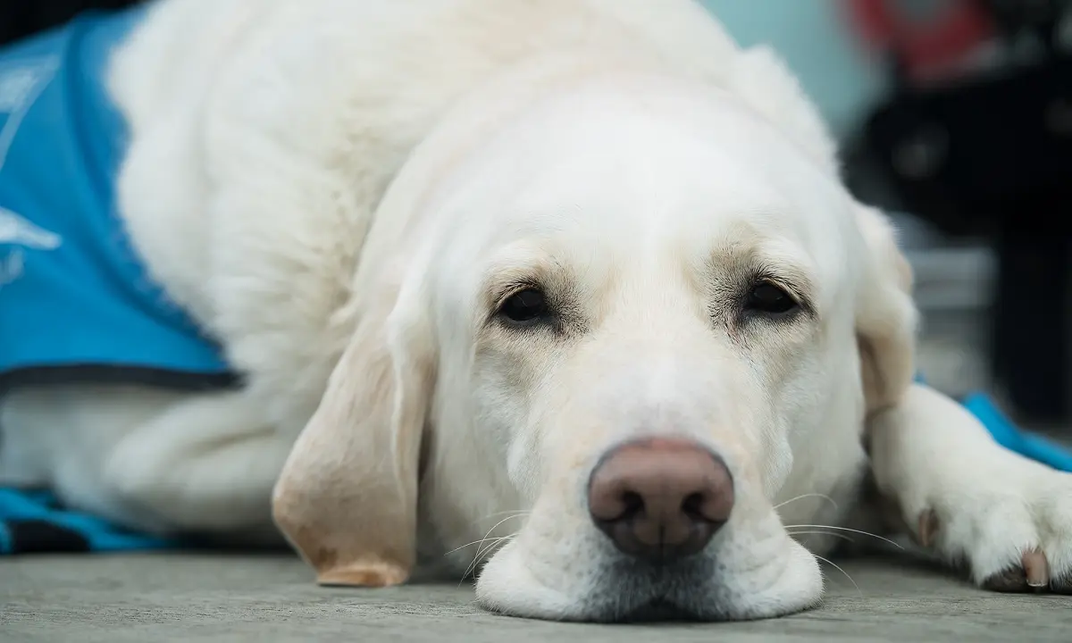How To Keep A Dog Inactive During Heartworm Treatment 1 how to keep a dog inactive during heartworm treatment