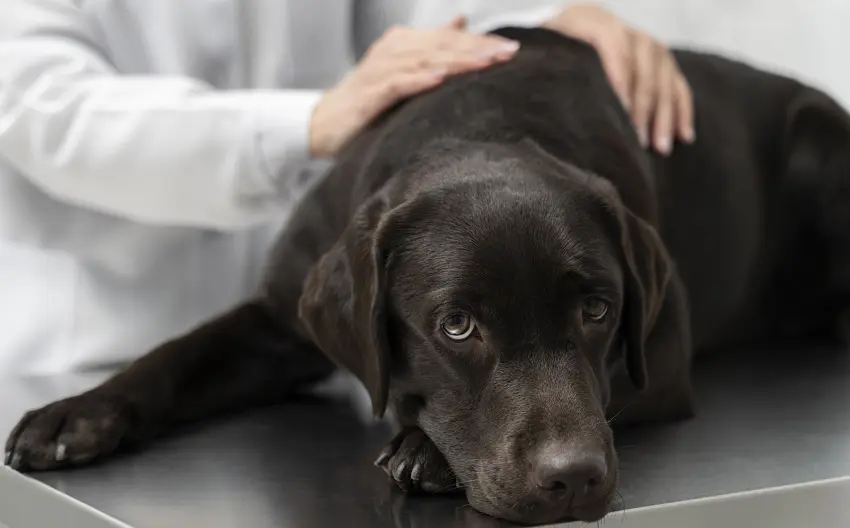 how to keep dog inactive during heartworm treatment