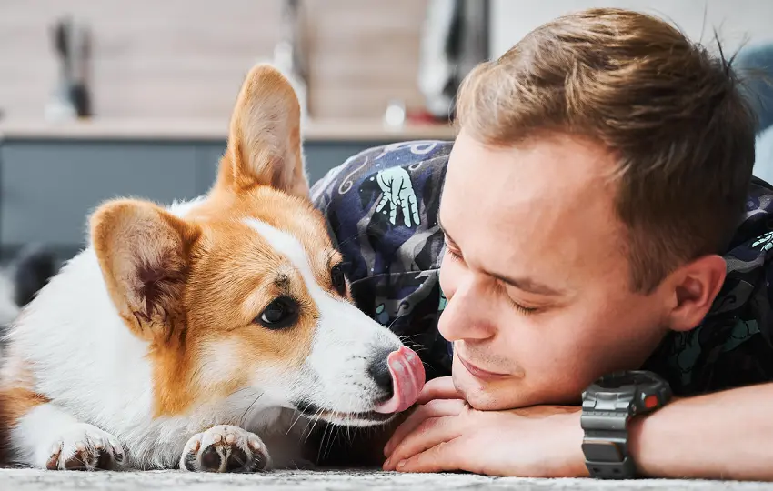 how to stop dogs from licking