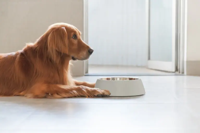 how to stop your dog from tipping its food bowl