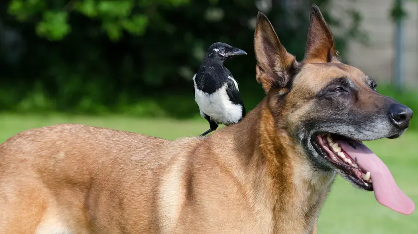 is it normal for a dog to kill a bird