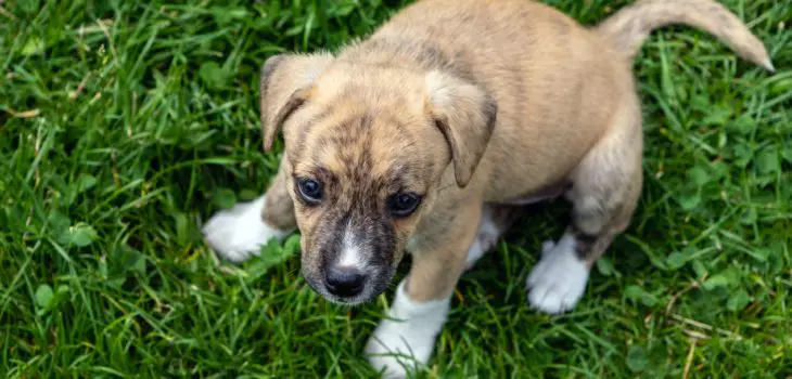 how long can a puppy hold it