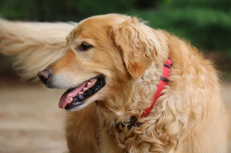 How To Get Wax Out Of Dog Hair: Step-by-Step Guide