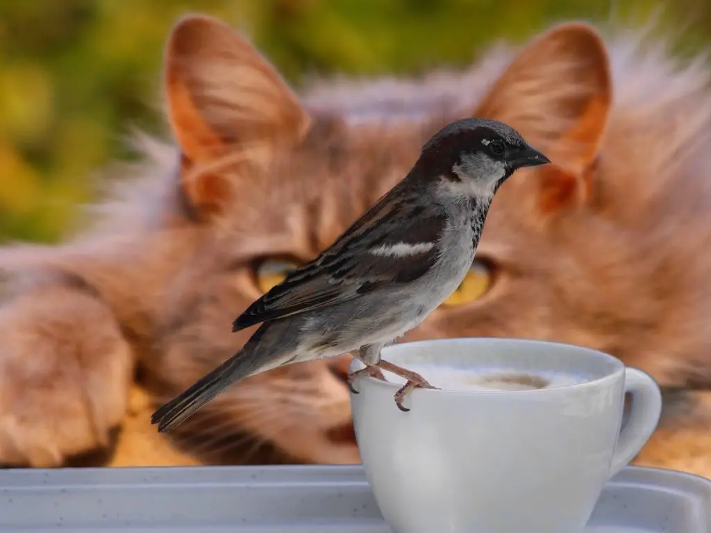 how to keep birds from eating cat food