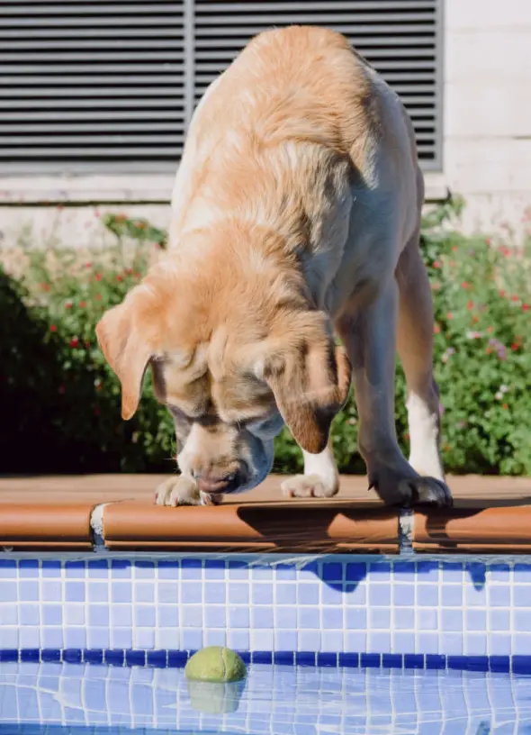 teach dogs to swim