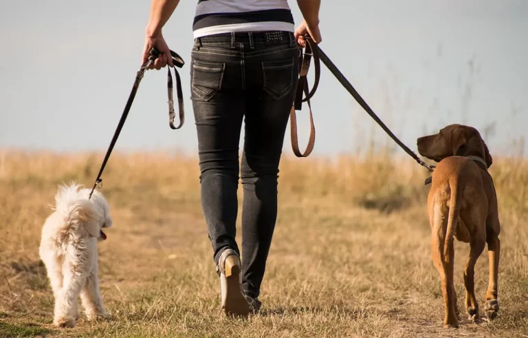 What Are Some Necessary Tools For A Dog Walker To Carry? 10 Must-Haves
