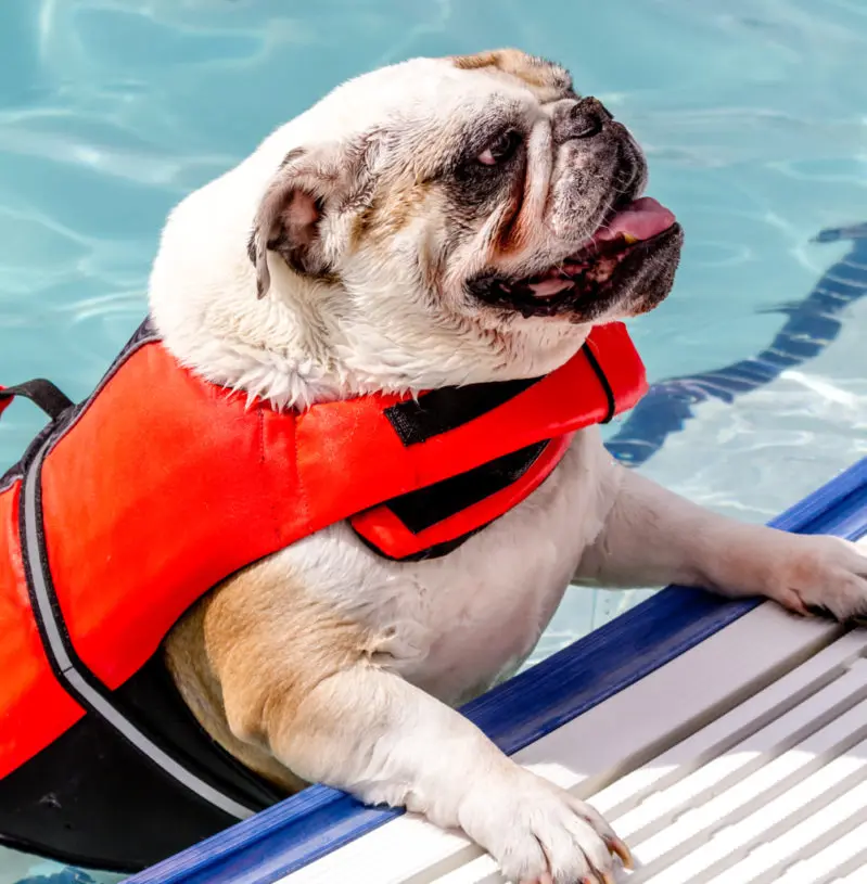 What dog breeds can’t swim