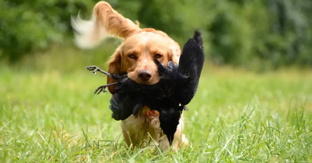 what happens if a dog eats a bird