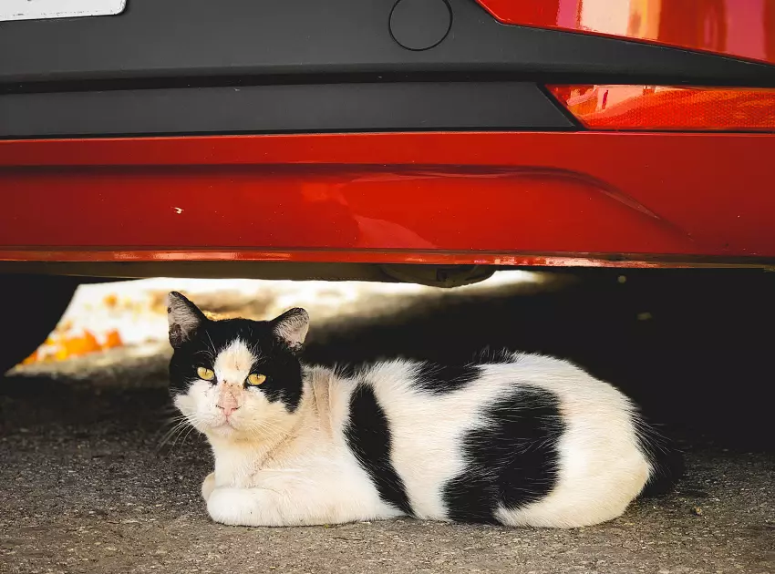 What NOT to do when getting a cat out from under the car