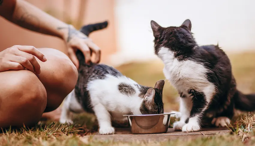 What to do if your kitten isn't eating for days
