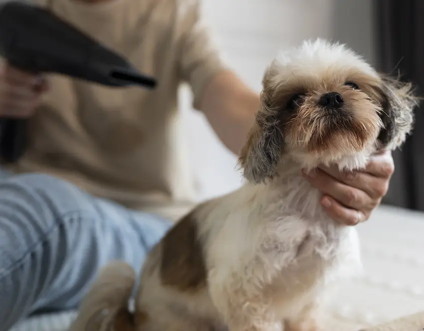 When should I bring my dog to a groomer