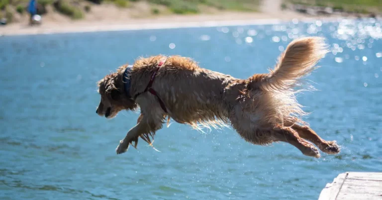 Where Can I Take My Dog To Swim? 6 Dog-Friendly Places