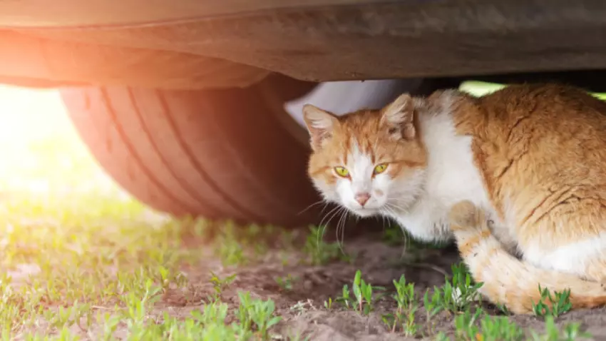 Why do cats hide under cars
