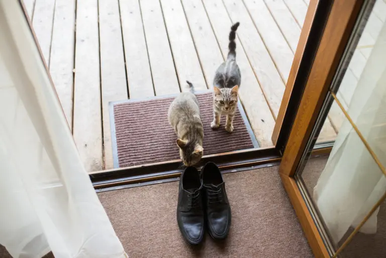 Why do cats like smelly shoes