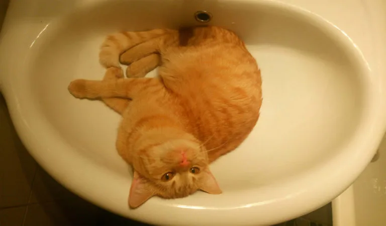 Why do some cats pee in the sink