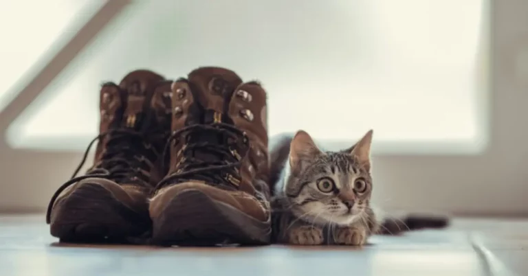 Why Does My Cat Like My Shoes? 5 Possible Reasons