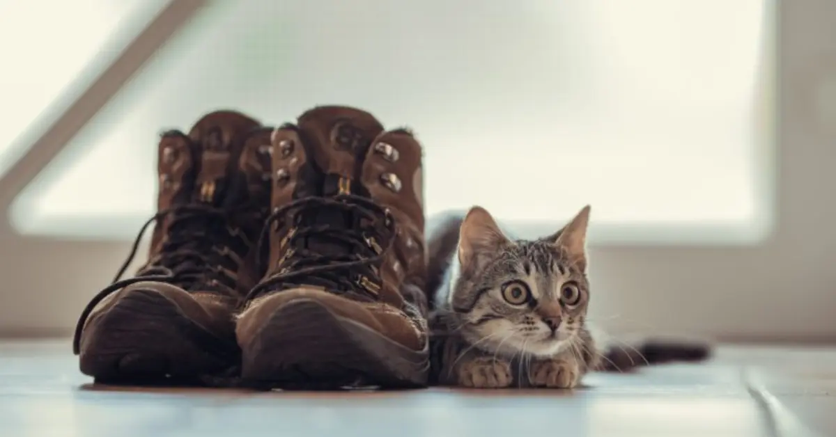 why does my cat like my shoes