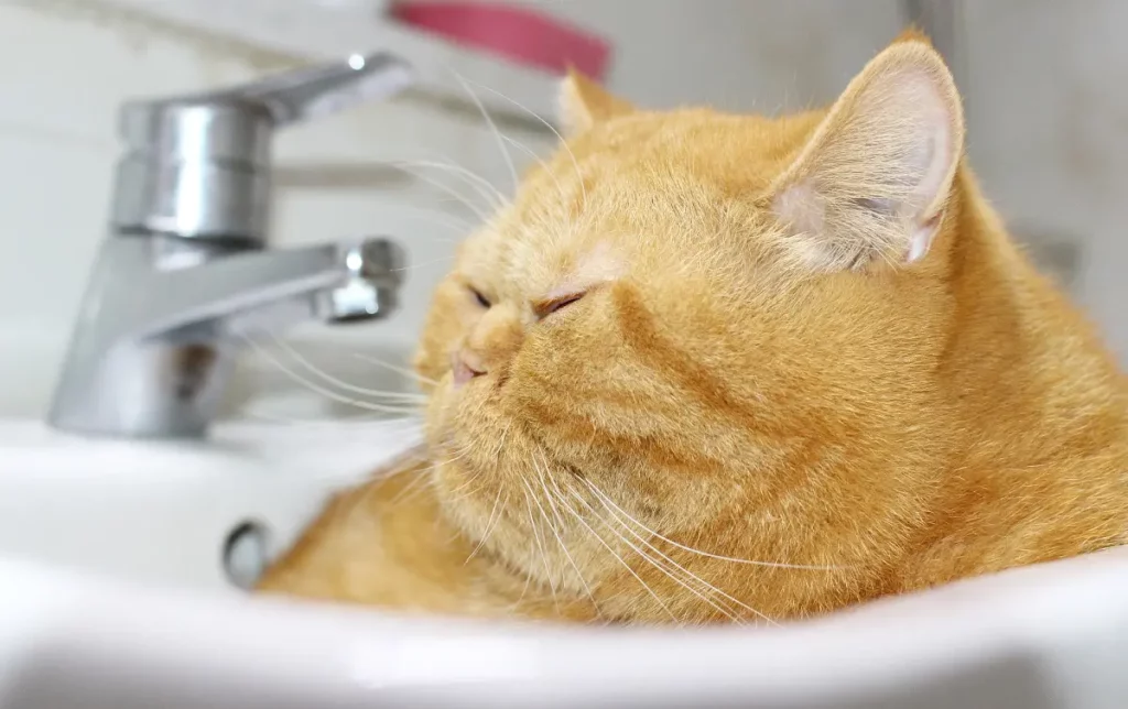 why does my cat pee in the sink