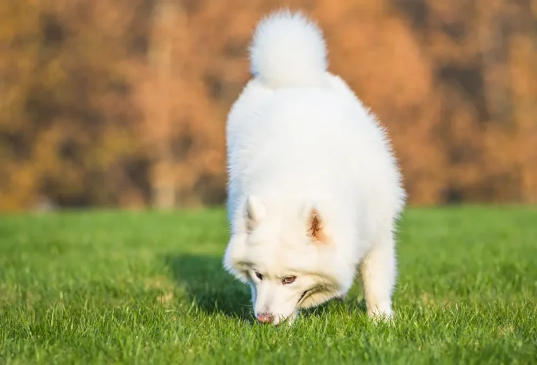 Why Does My Dog Always Eat Grass? Top 5 Reasons