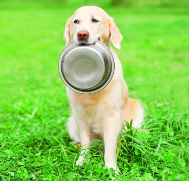 Why does my dog carry his empty food bowl