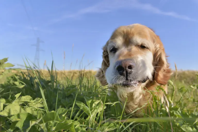 why does my dog eat grass