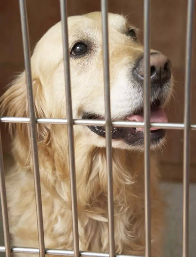 Why does my dog keep licking his metal cage