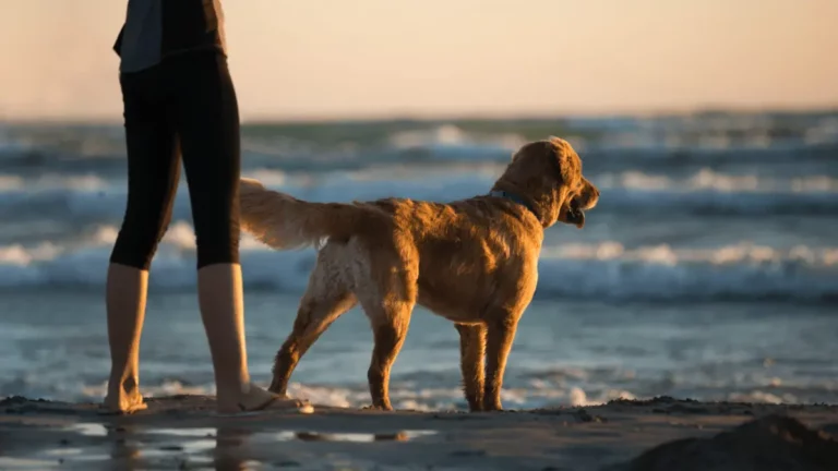 Why Does My Dog Kick His Back Legs Like A Bull? 5 Common Reasons
