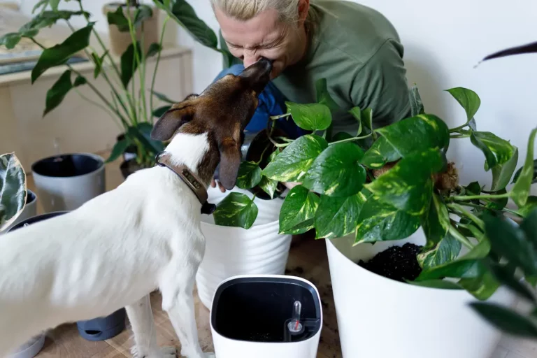 Why Does My Dog Lick Me In The Morning: 5 Possible Reasons